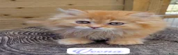 British Longhair cats for sale: 🧡🧸1 British Tabby SH Cutie 🍬🏡🥰 - Advert 14