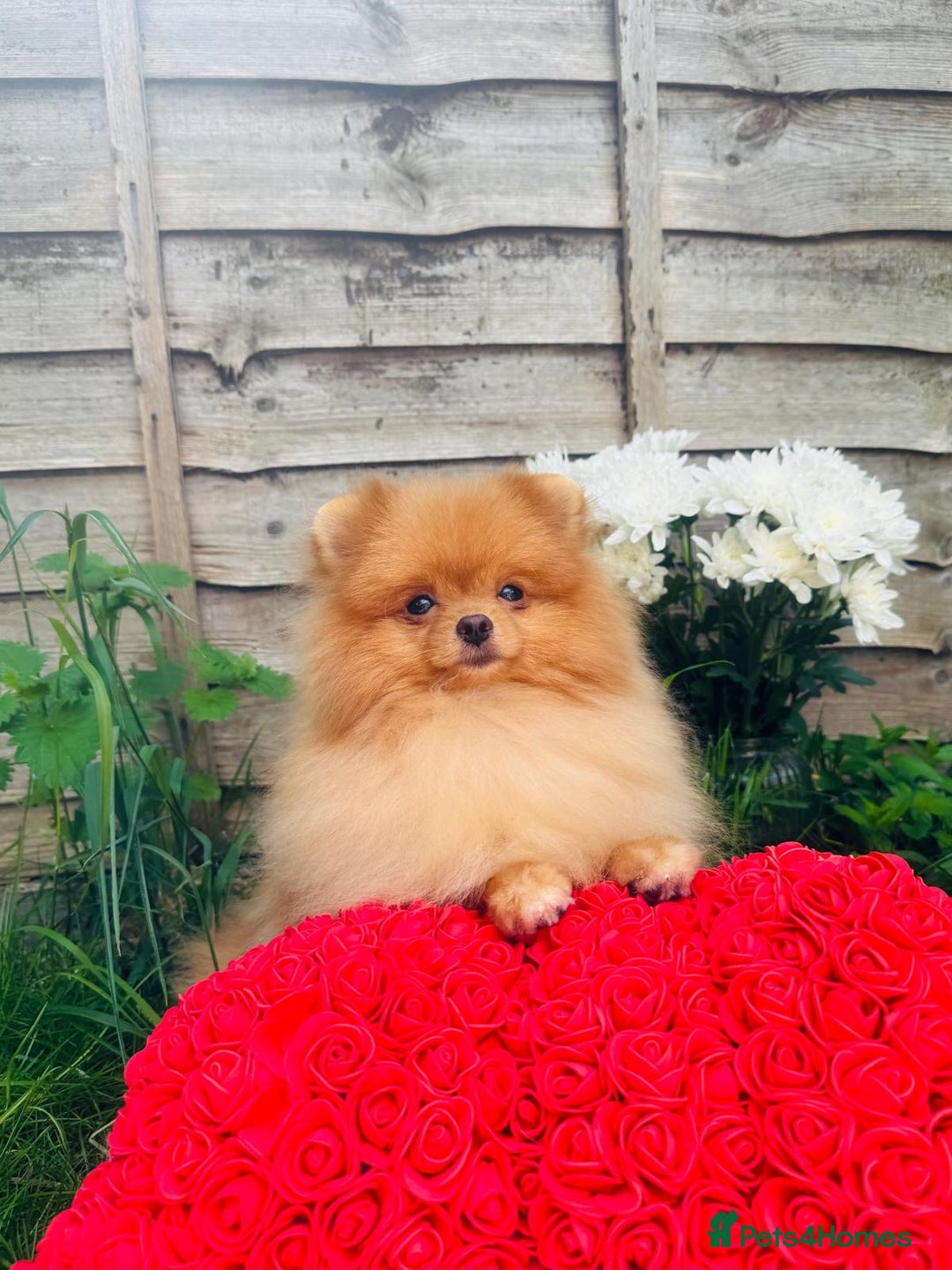 Pomeranian dogs for sale: White and Orange Pomeranian Boys in London - Image 24
