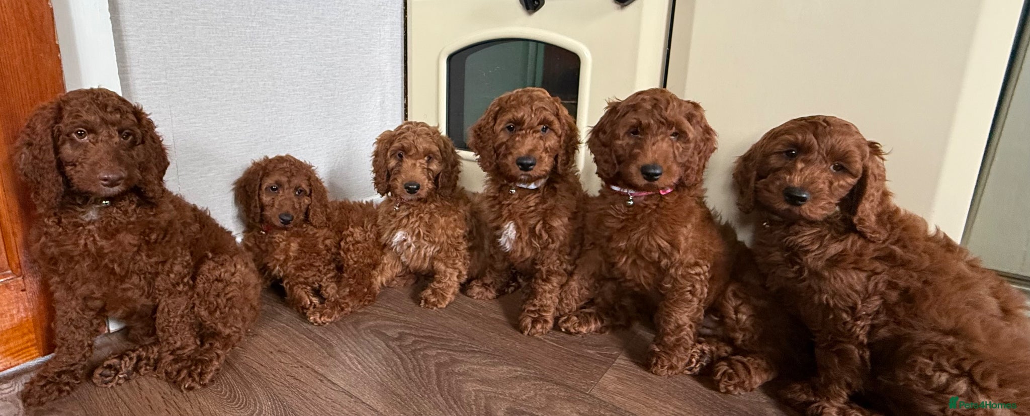 Irish Doodle dogs 🐾 Irish doodles 🐾 READY NOW - Advert 1