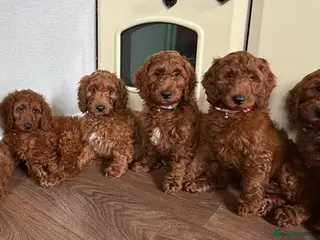Irish Doodle dogs 🐾 Irish doodles 🐾 READY NOW - Advert 15