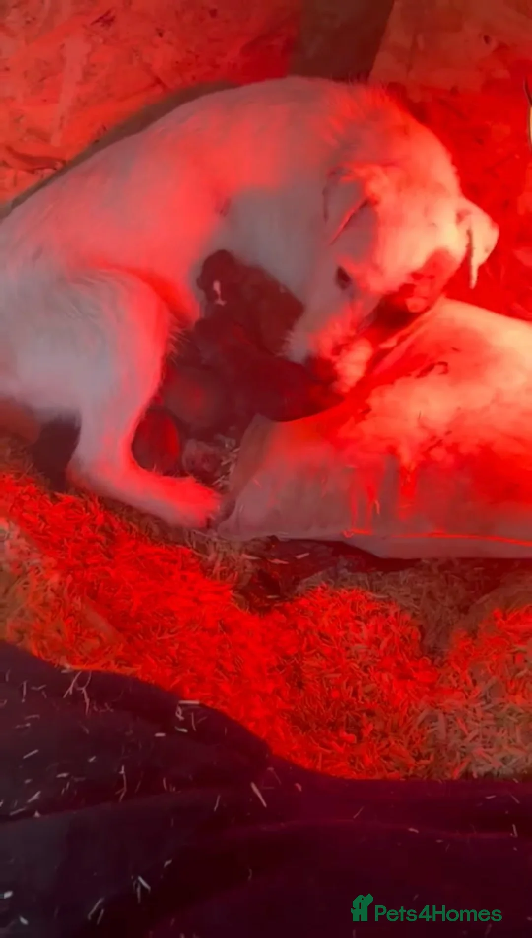 Mixed Breed dogs for sale: Lakeland x Jack Russell - Advert 7