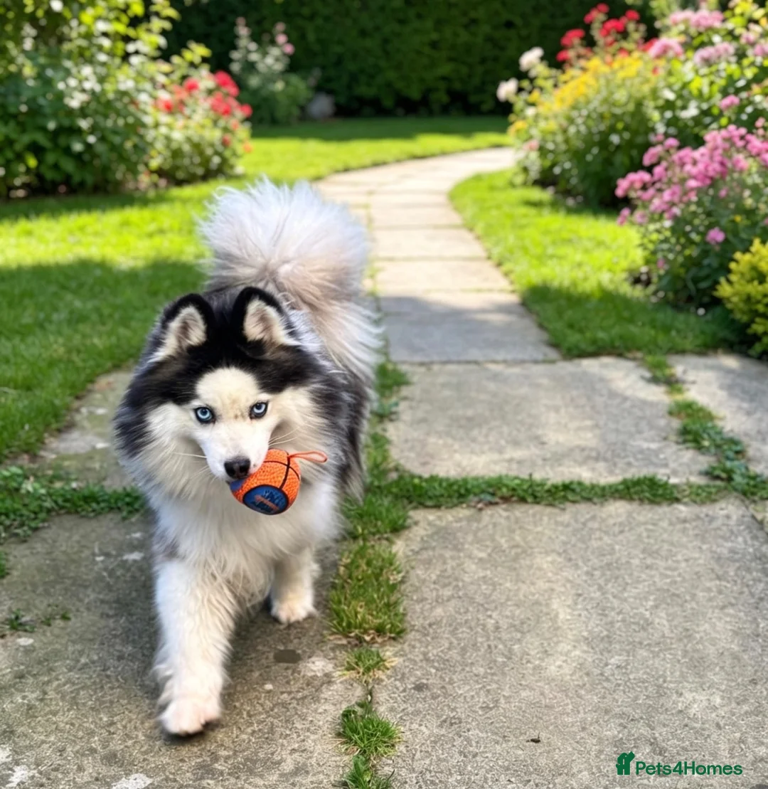 Pomsky dogs for stud: Proven Quality Pomsky for stud - Advert 1