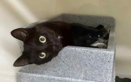 Domestic Shorthair cats for adoption: Mila  - Image 1