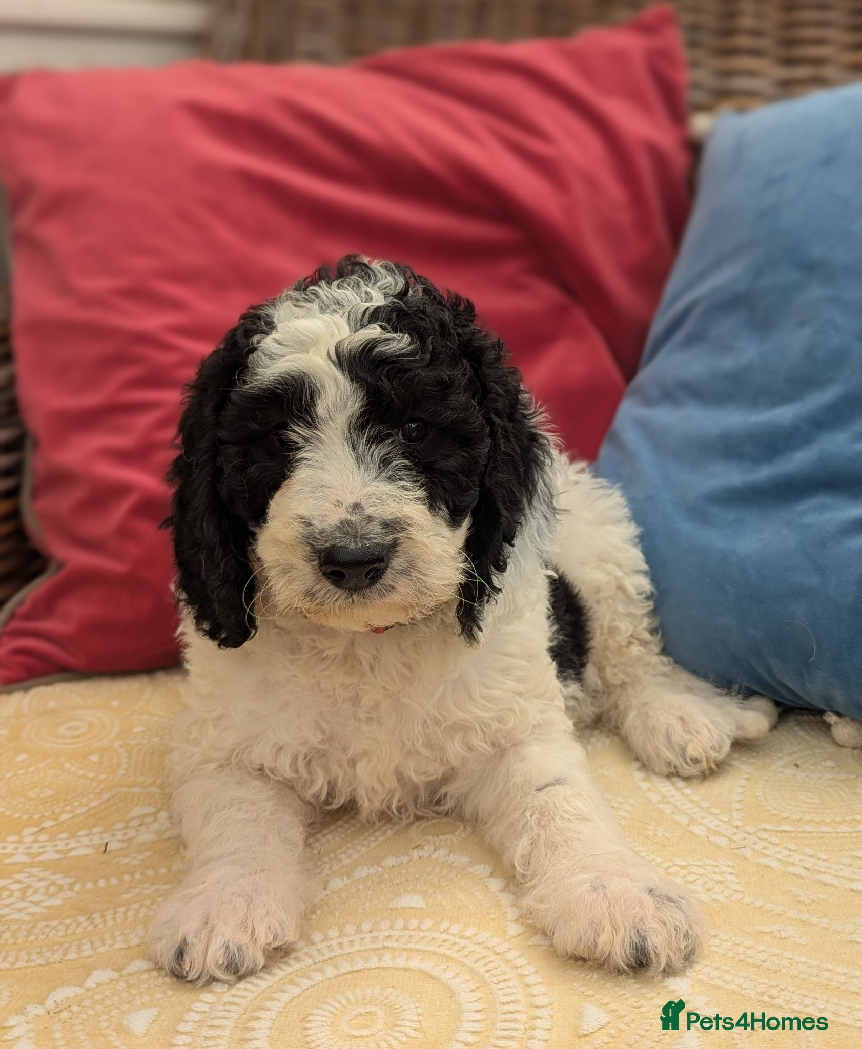 Cockapoo dogs F1 Standard Cocker Poodle Puppies  - Advert 1