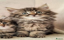 Siberian cats for sale: Beautiful Rare Pure Siberian Kittens For Sale. - Image 7