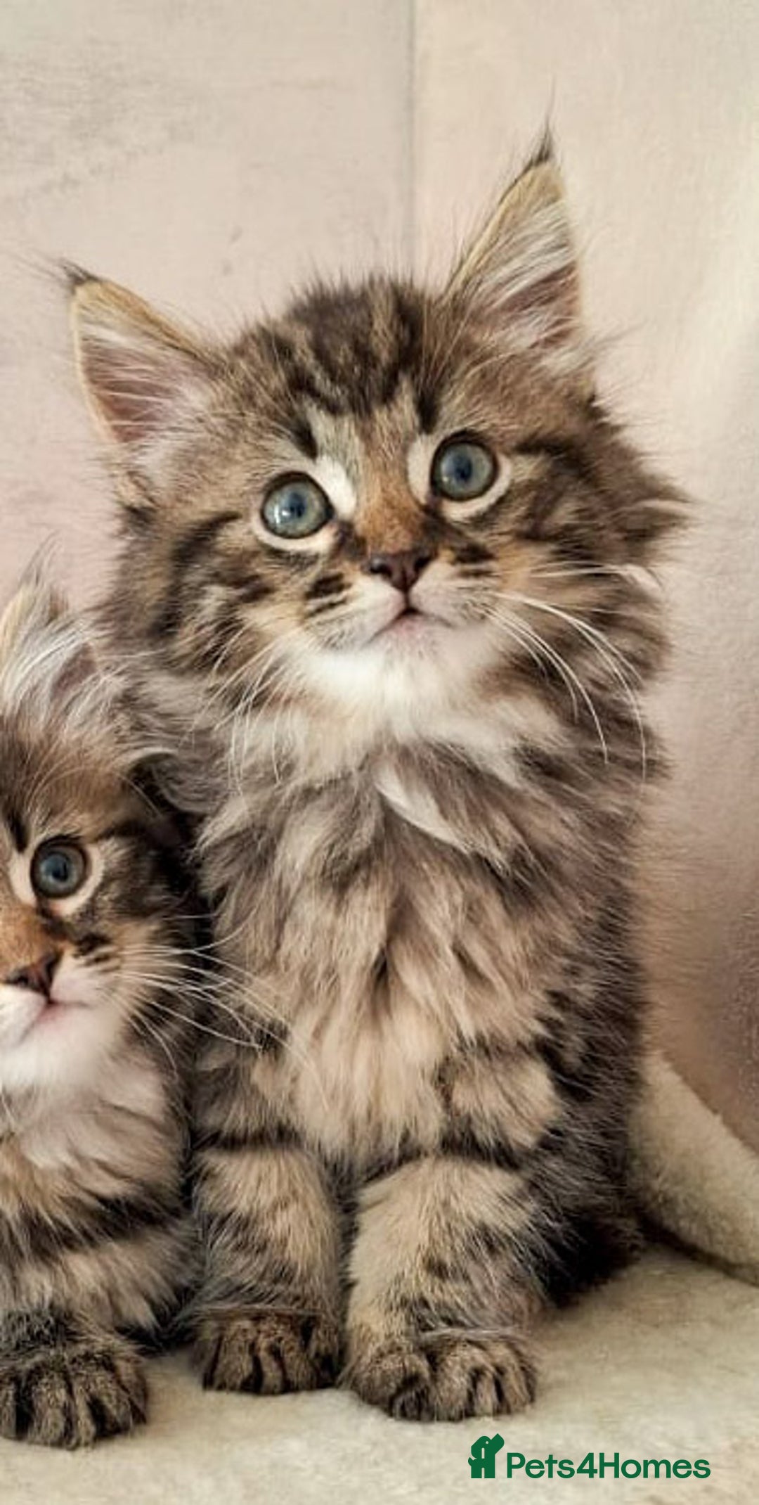 Siberian cats for sale: Beautiful Rare Pure Siberian Kittens For Sale. - Image 7