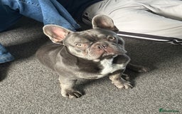 French Bulldog dogs for stud: KC French bulldog stud  - Image 1