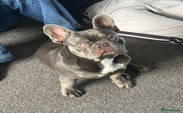 French Bulldog dogs - Advert 1