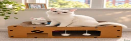 British Shorthair cats for sale: PRICE NEGOTIABLE | British Shorthair Boy Leo - Advert 7