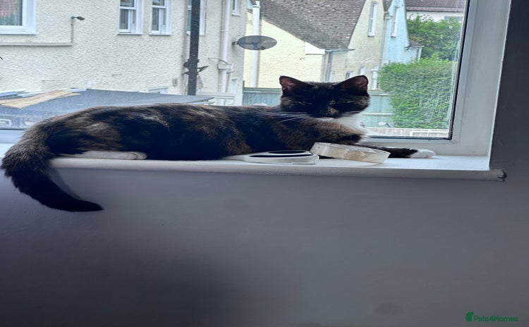 Mixed Breed cats - Advert 2