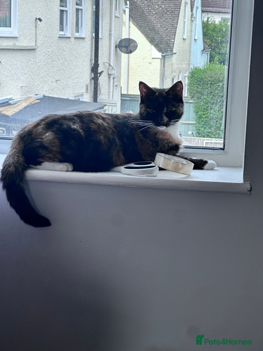 Mixed Breed cats for sale: Adorable kittens for sale - Image 1