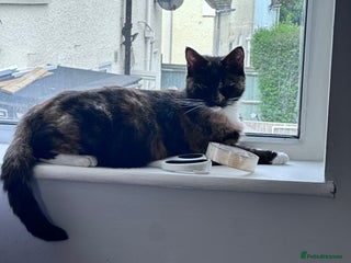 Mixed Breed cats for sale - Advert 1