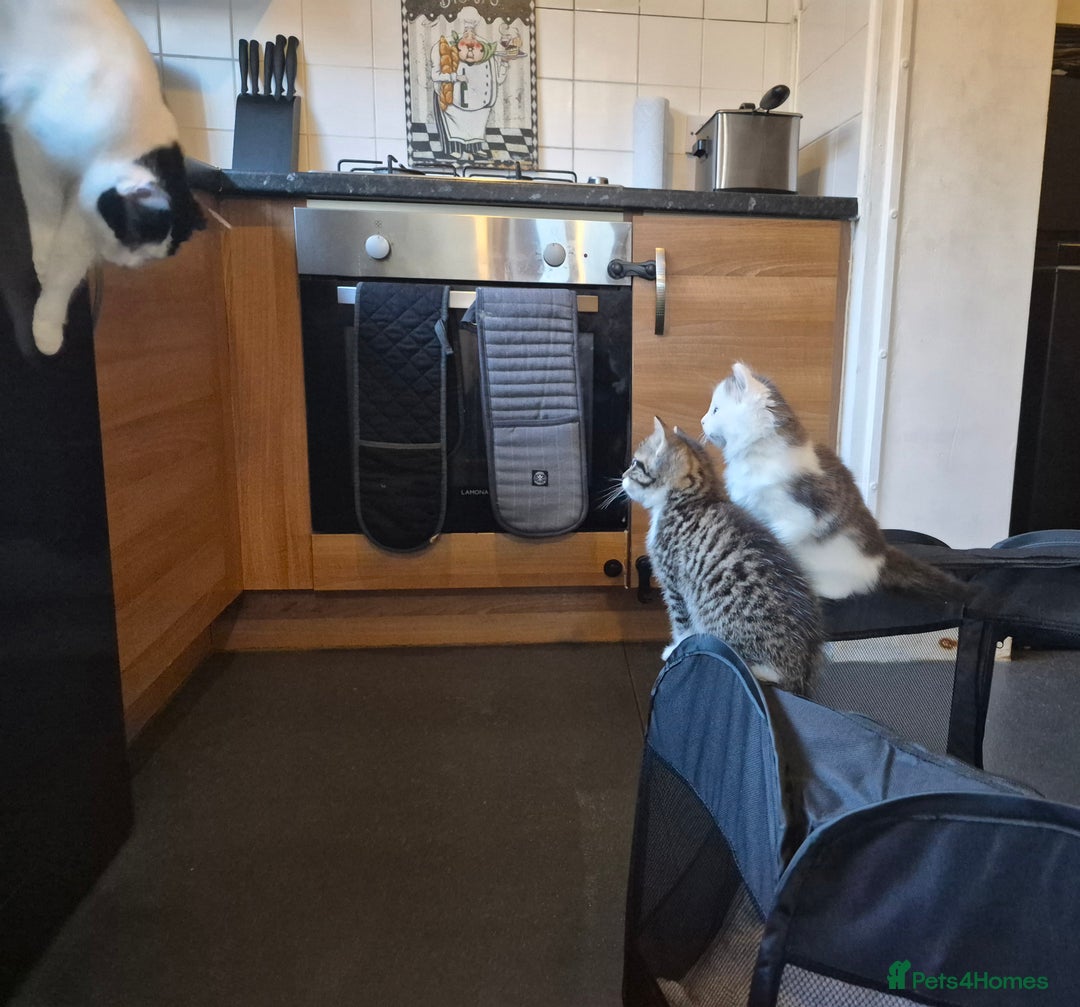 Mixed Breed cats for sale: XxX Gorgeous calico mixedbreed kittens 2 left ♥️  - Advert 9