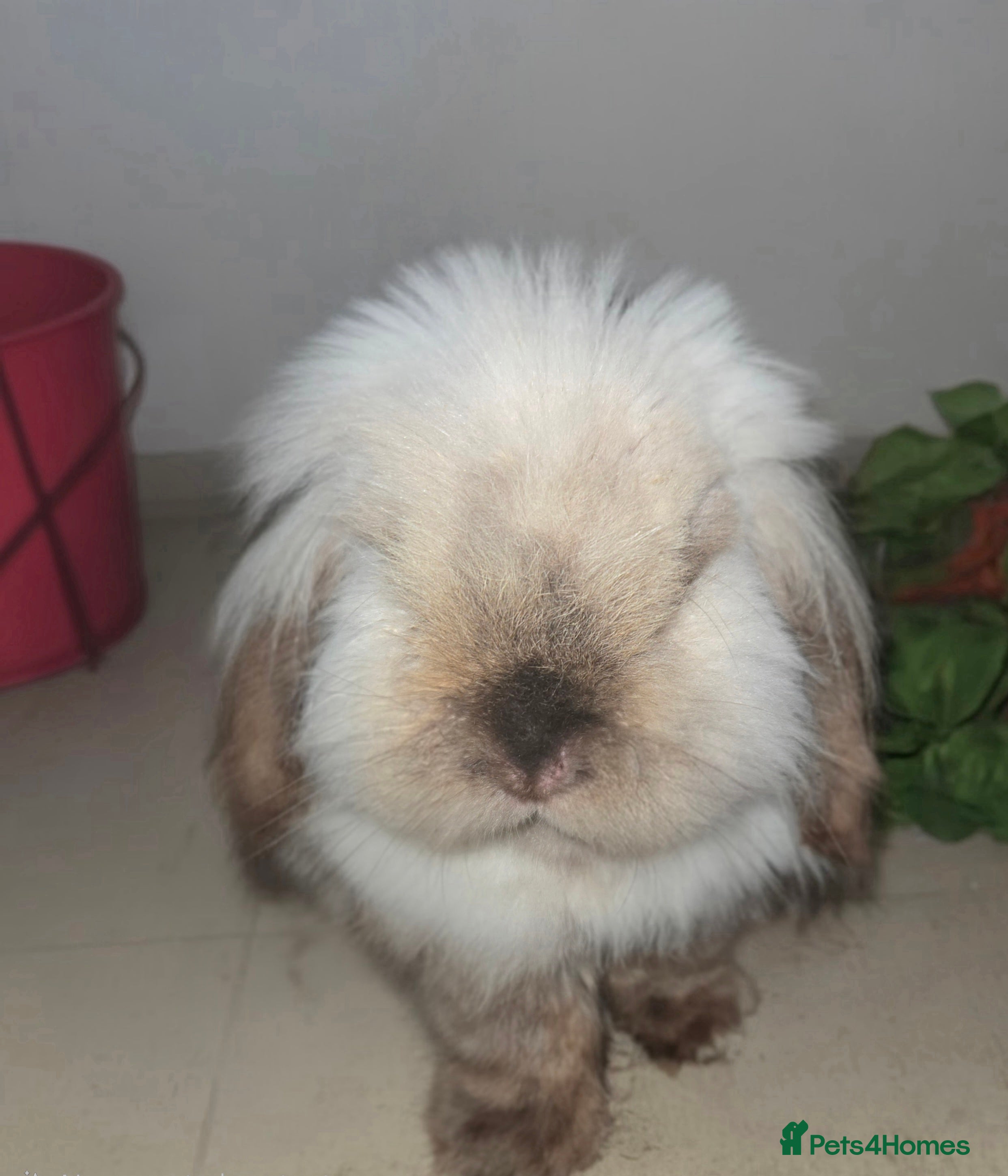Mini Lion Lop rabbits Adult Mini lion lop buck (male) - Advert 13
