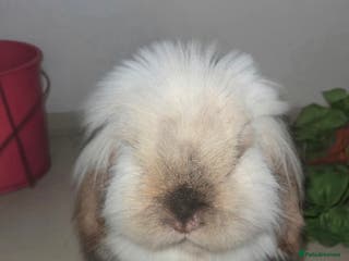 Mini Lion Lop rabbits Adult Mini lion lop buck (male) - Advert 3