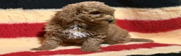 Mixed Breed dogs for sale: Beautiful Cavapoochon litter  - Advert 13