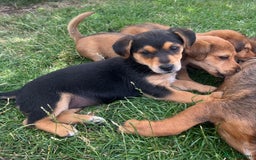Mixed Breed dogs for sale: Dachshund /Norwich terrier  - Image 7