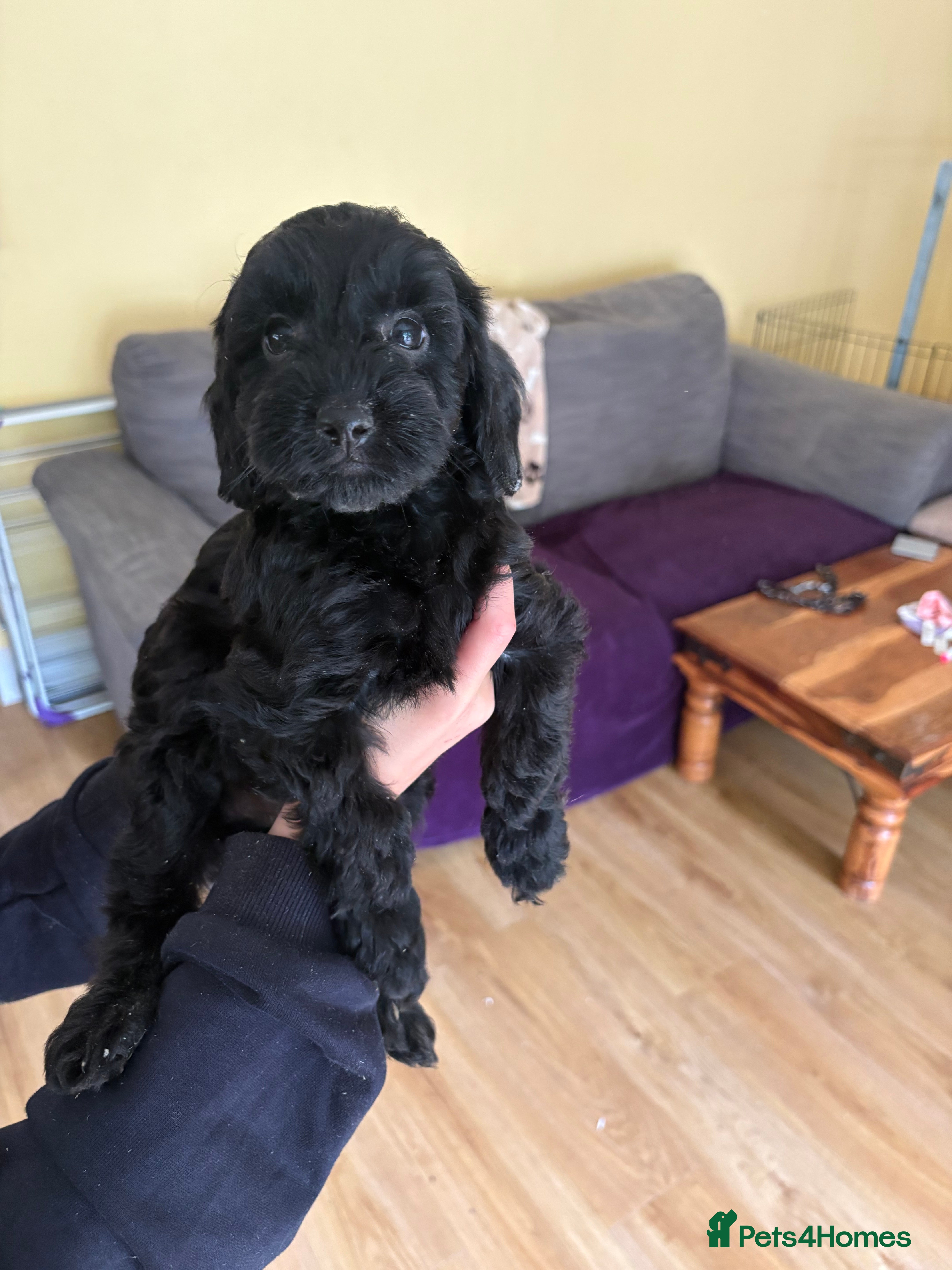 Sproodle dogs Gorgeous sproodles for sale  - Advert 2