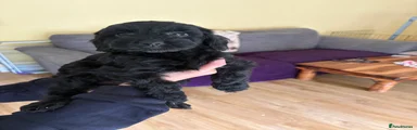 Sproodle Puppy 5