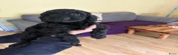 Sproodle dogs for sale: Gorgeous sproodles for sale  - Advert 2