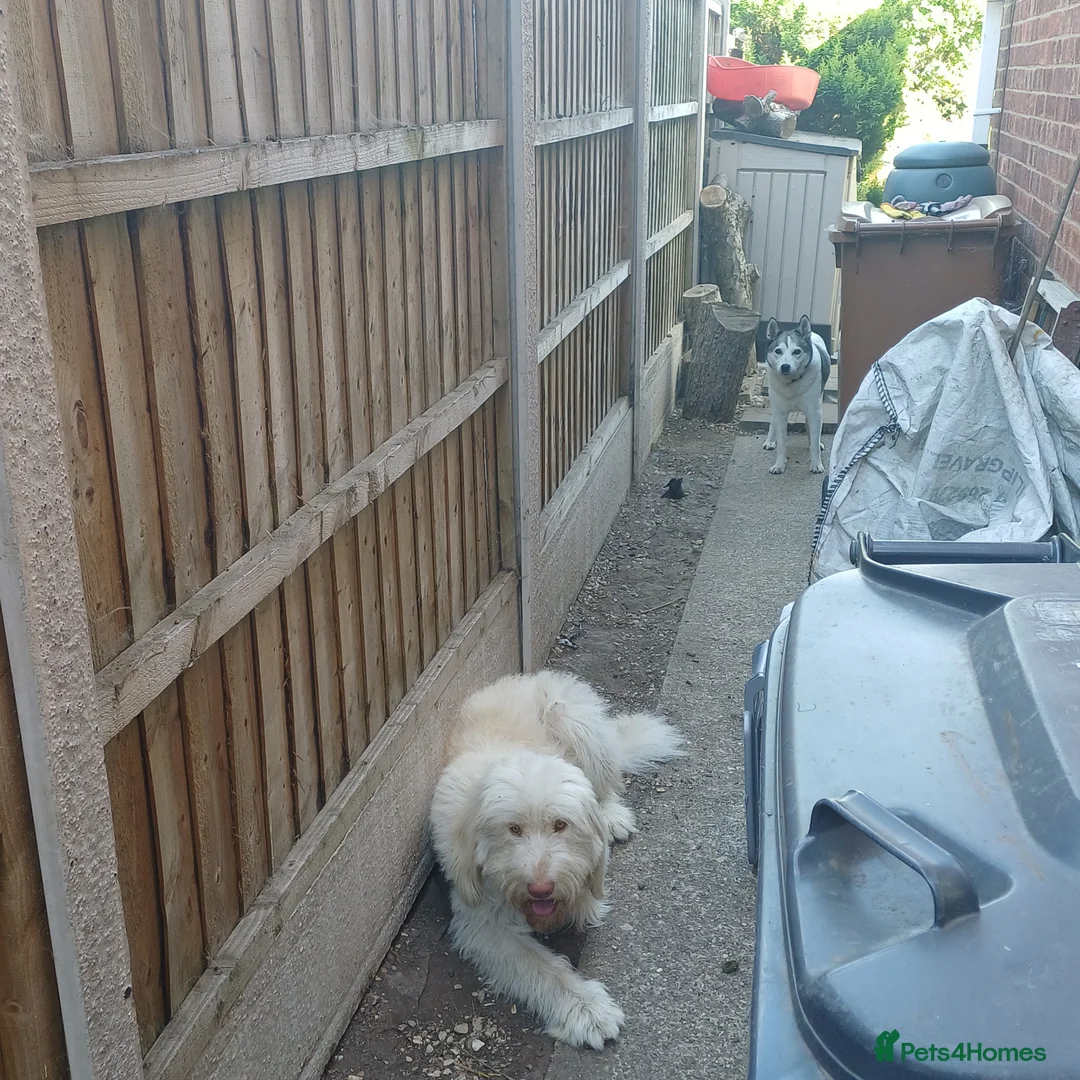 Mixed Breed dogs for sale: Henry. A very nervous Spinone mix.  - Advert 2