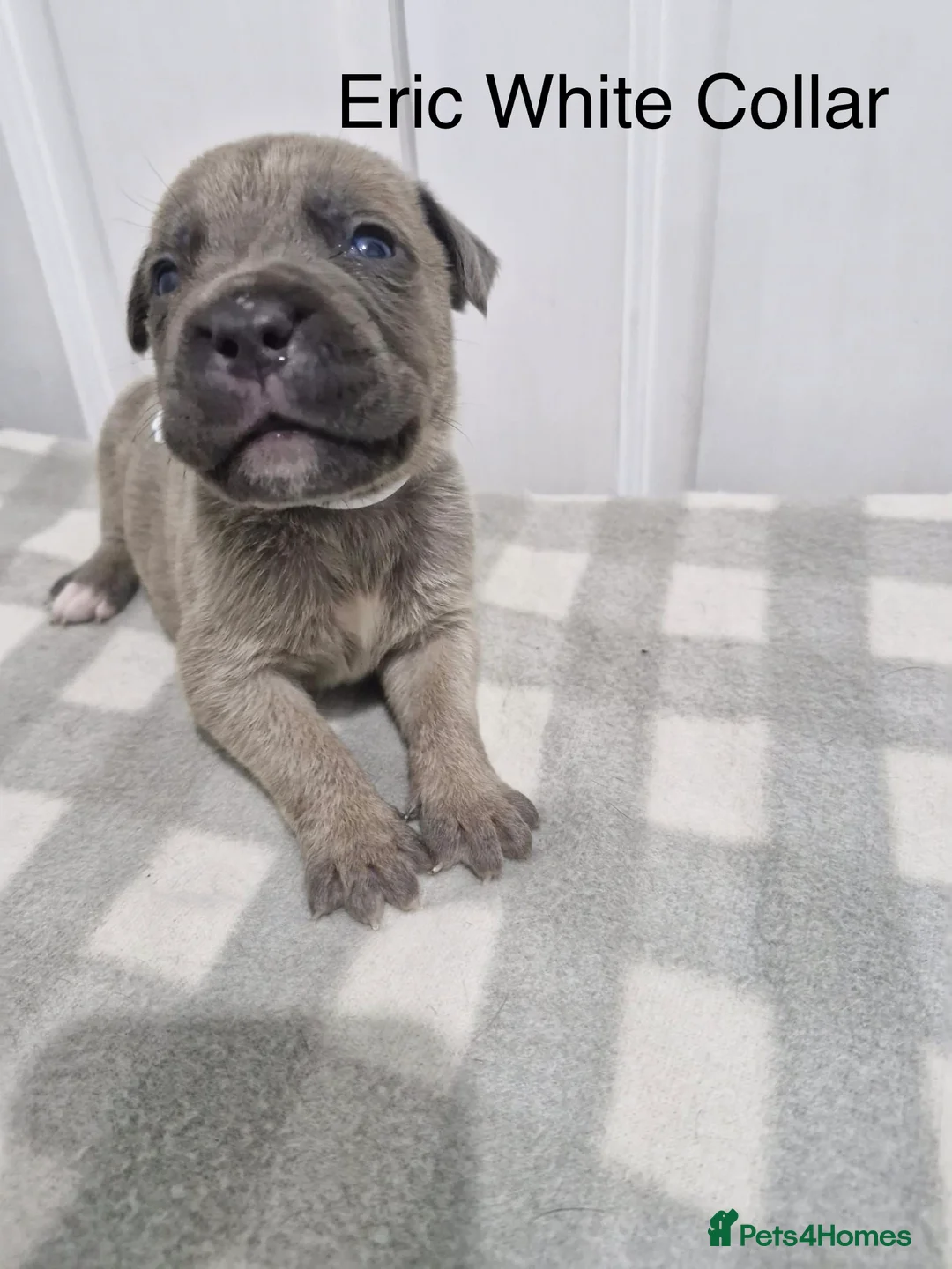 Cane Corso dogs for sale: 10 Adorable Cane Corso Puppies  in Wigan - Advert 22
