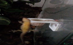 Gecko reptiles for sale: Mourning Gecko hatchlings. - Image 20