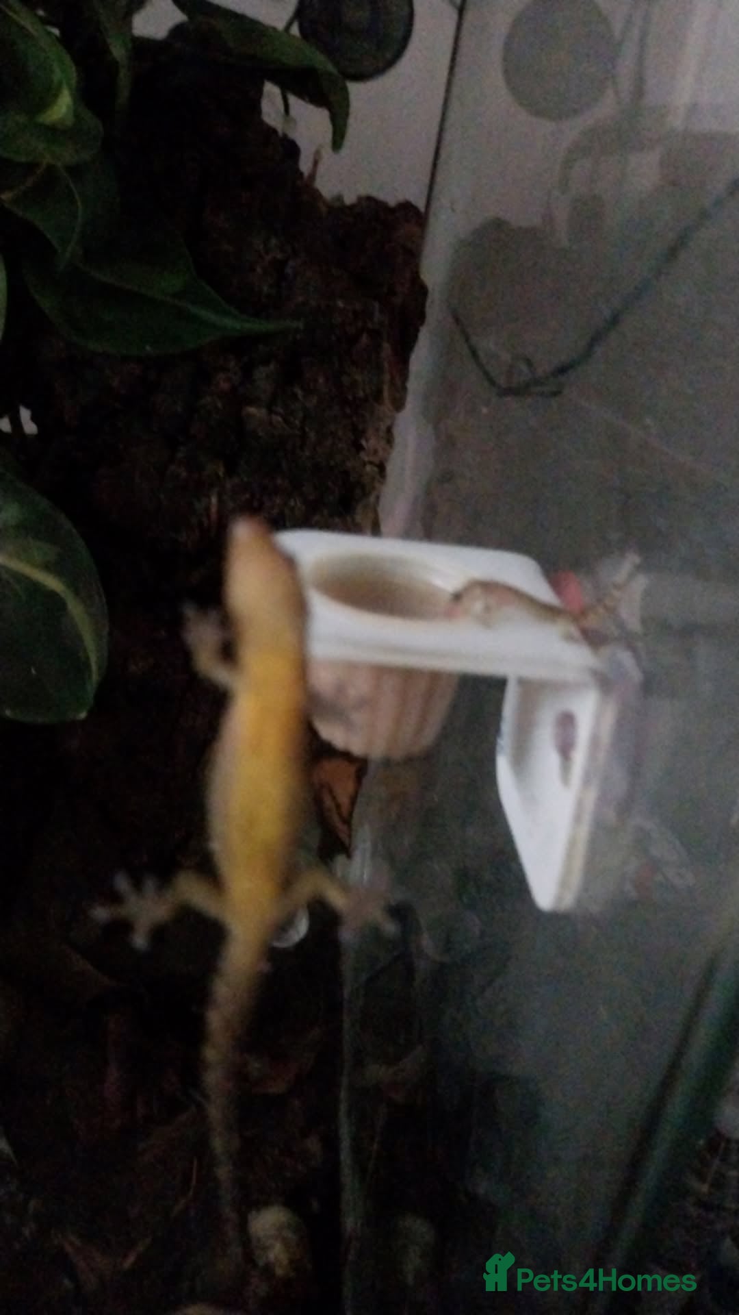 Gecko reptiles for sale: Mourning Gecko hatchlings. - Image 20