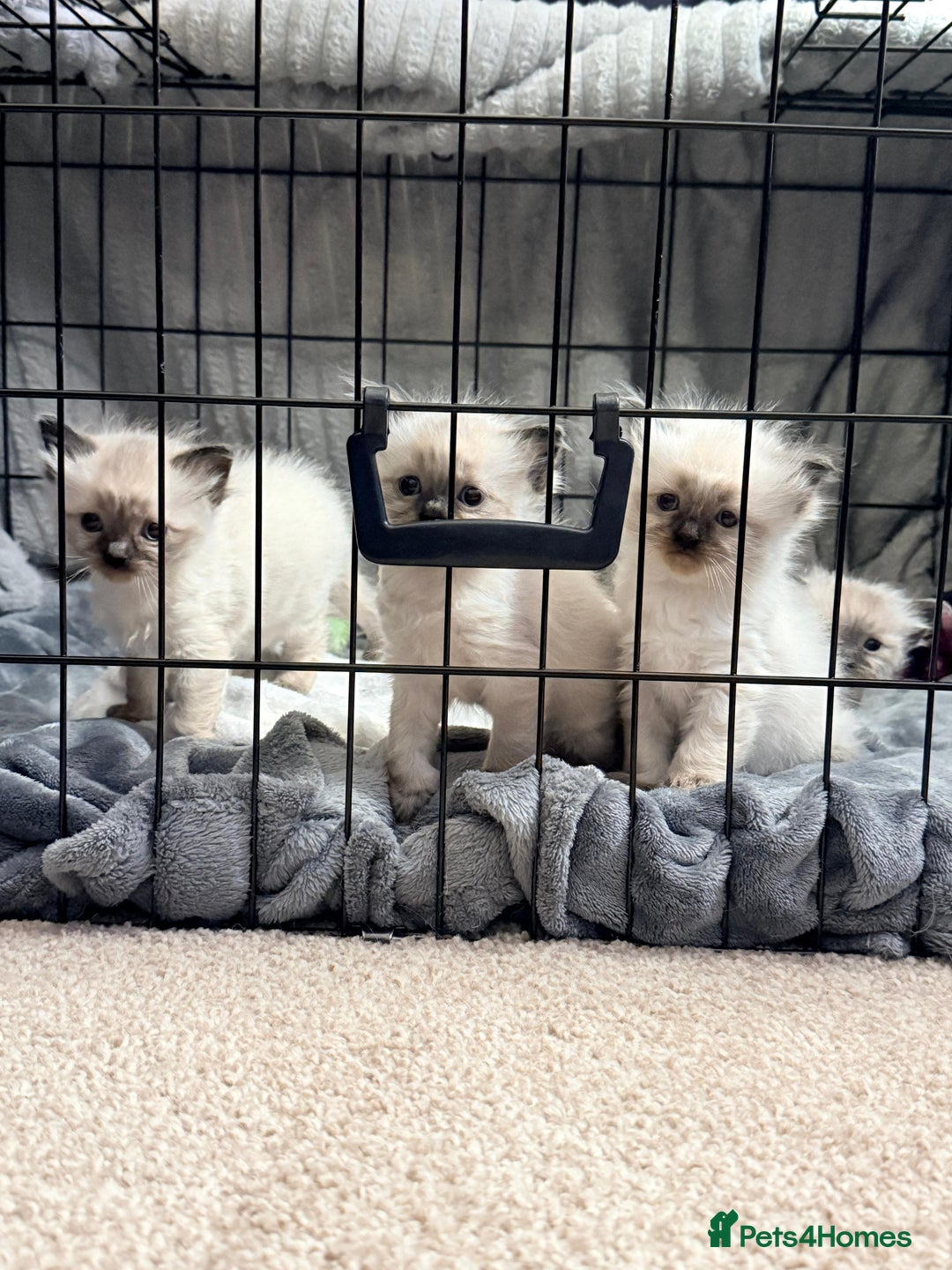 Ragdoll cats for sale: 2 beautiful female ragdoll kittens - Advert 1