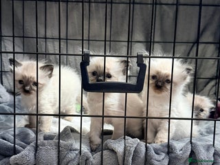 Ragdoll cats 2 beautiful female ragdoll kittens - Advert 2