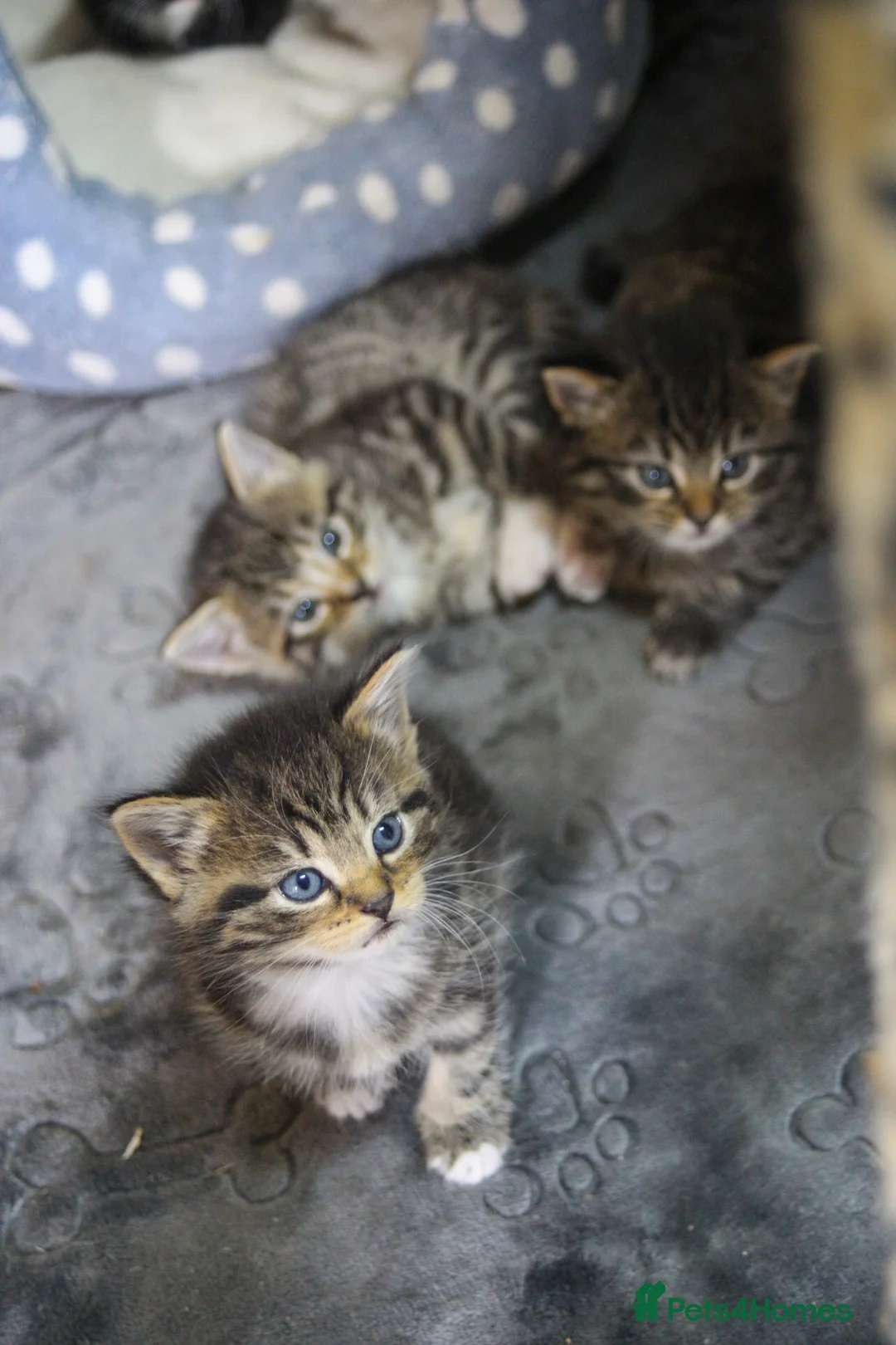 Mixed Breed cats for sale: Beautiful kittens, mixed Breed. - Advert 2