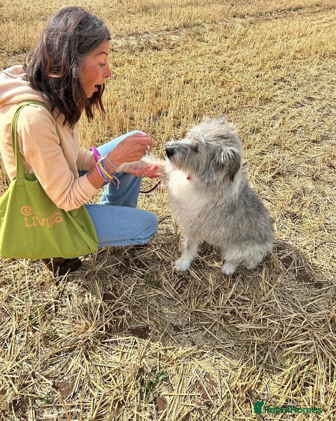 Mixed Breed dogs for adoption: 🧡 Amira - our sweet shepherd 🧡  - Advert 11