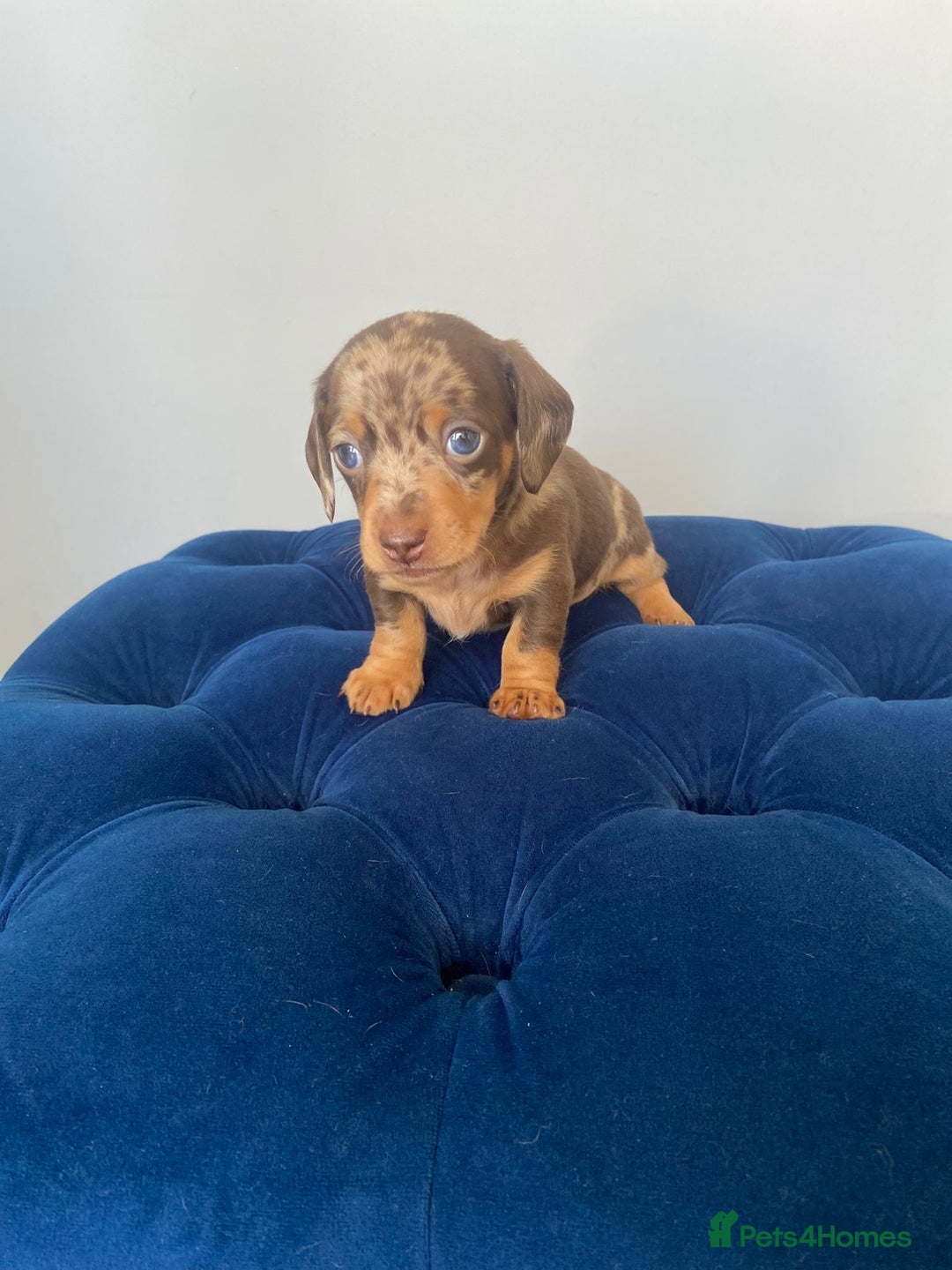 Dachshund dogs for sale: Kc fully health tested parents daxi boys - Advert 5