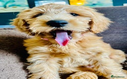 Labradoodle dogs for sale:  Adorable 🥰 Miniature Labradoodle Puppies F2B  - Image 23