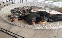 Miniature Dachshund dogs for sale: Blue/tan/dapple KC registered miniature dachshunds in Heywood - Image 4