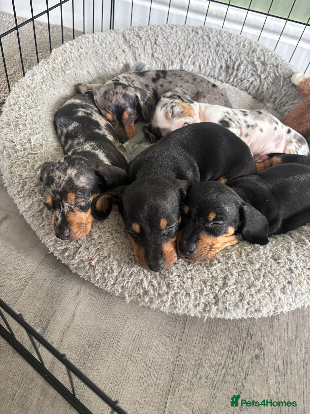 Miniature Dachshund dogs for sale: Blue/tan/dapple KC registered miniature dachshunds in Heywood - Image 4