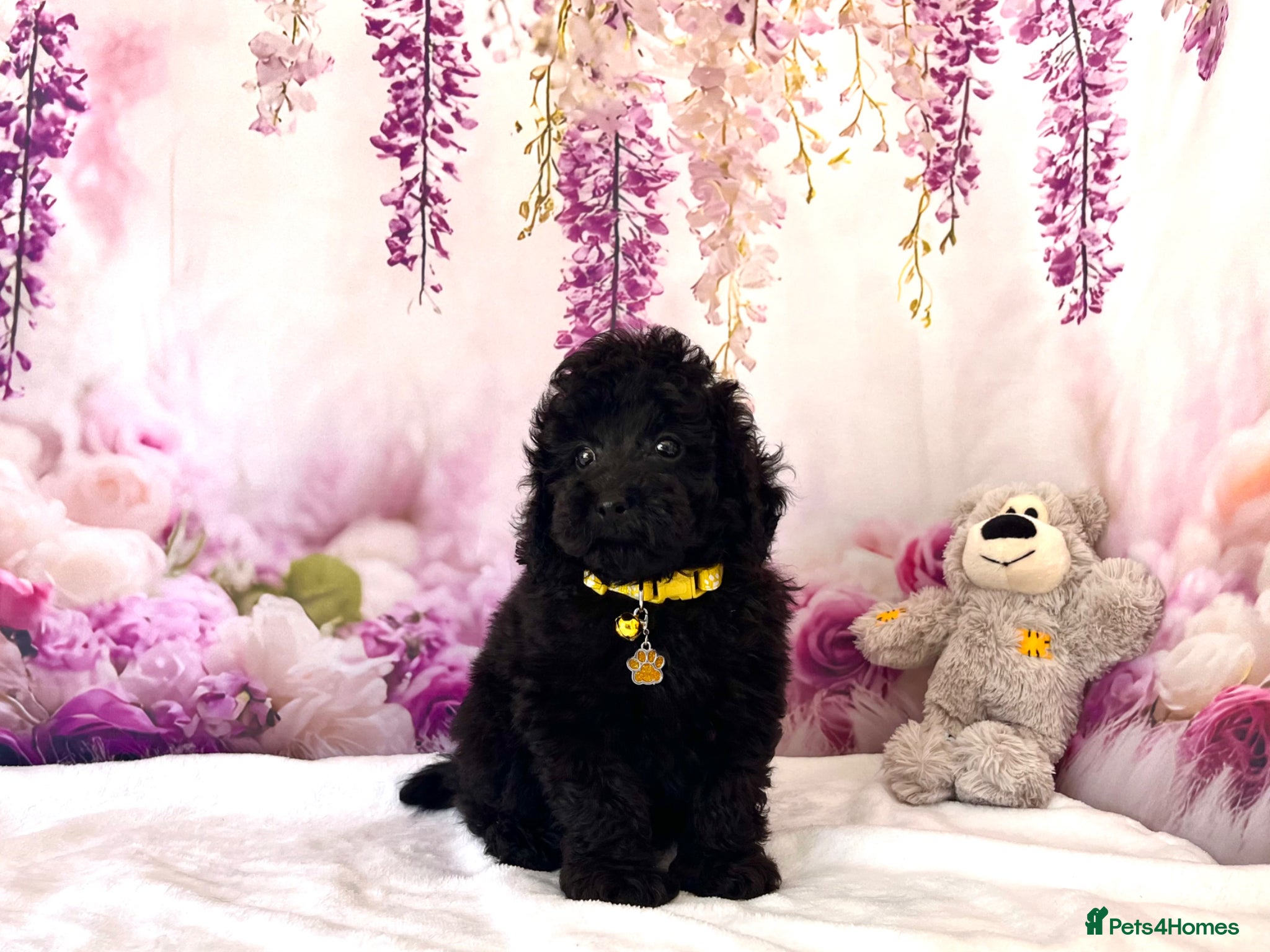 Poodle dogs 🌟Stunning Mini Poodles🌟CHAMPION LINES, DNA CLEAR - Advert 2