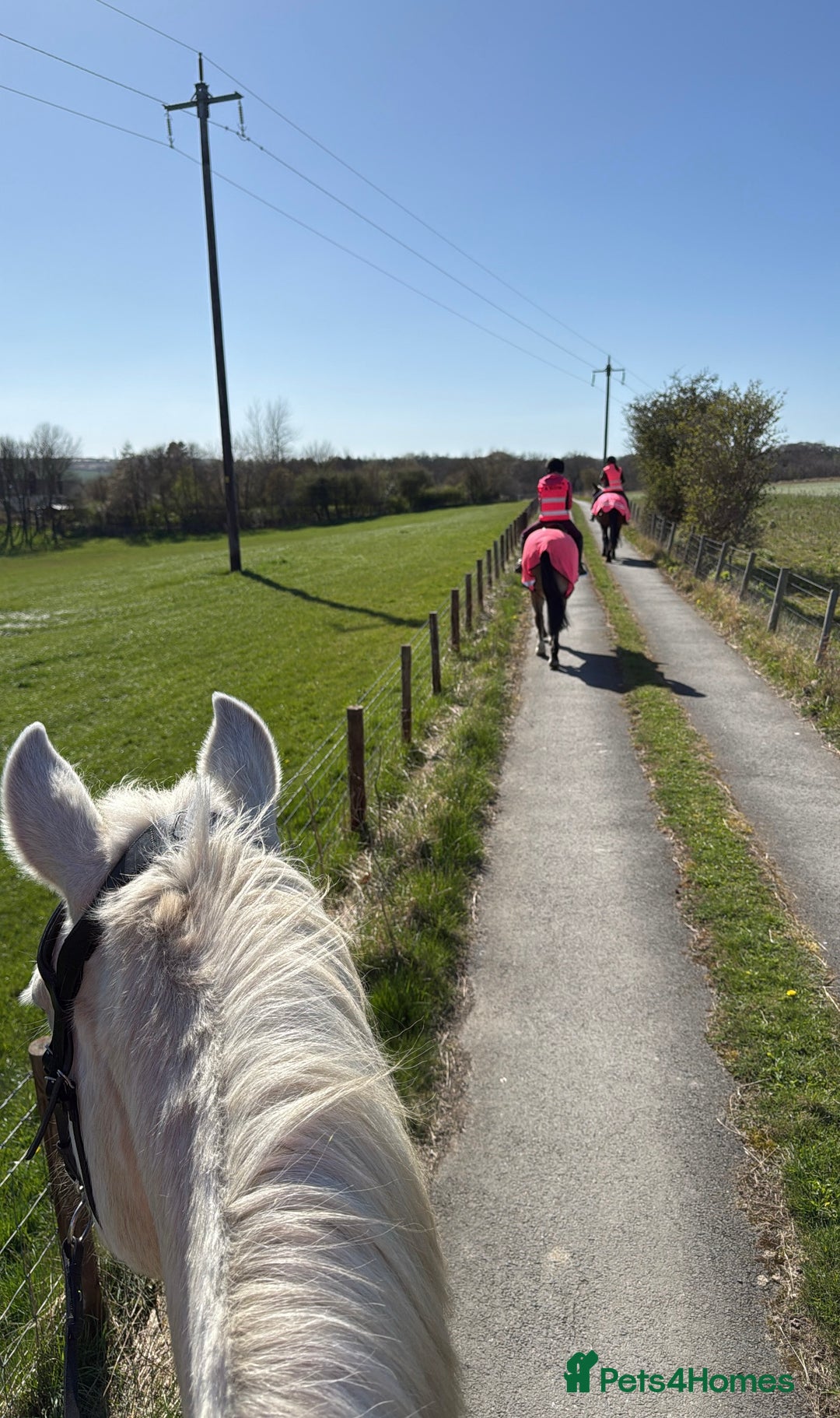 Irish Draught horses for sale: Gorgeous Grey Mare - Image 5
