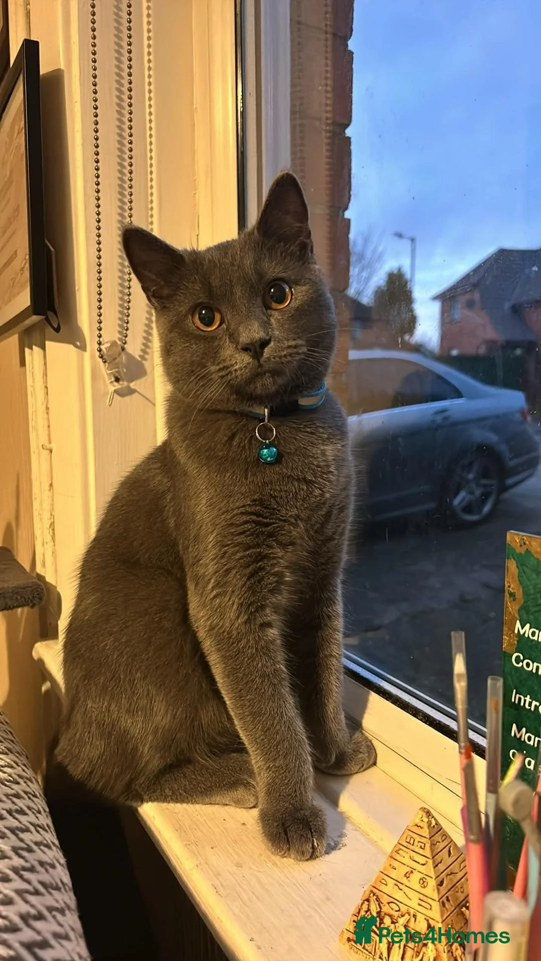 Norwegian Forest Cat cats for stud: Fluffy Romeo Seeking His Juliet – Meet Felix! in Bristol - Advert 8