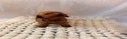 Cockapoo dogs for sale: 🐾 Beautiful Cheeky Cockapoos 🐾 - Advert 18