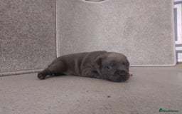 Staffordshire Bull Terrier dogs for sale: champion Fathered blue and black puppies KC reg - Image 4