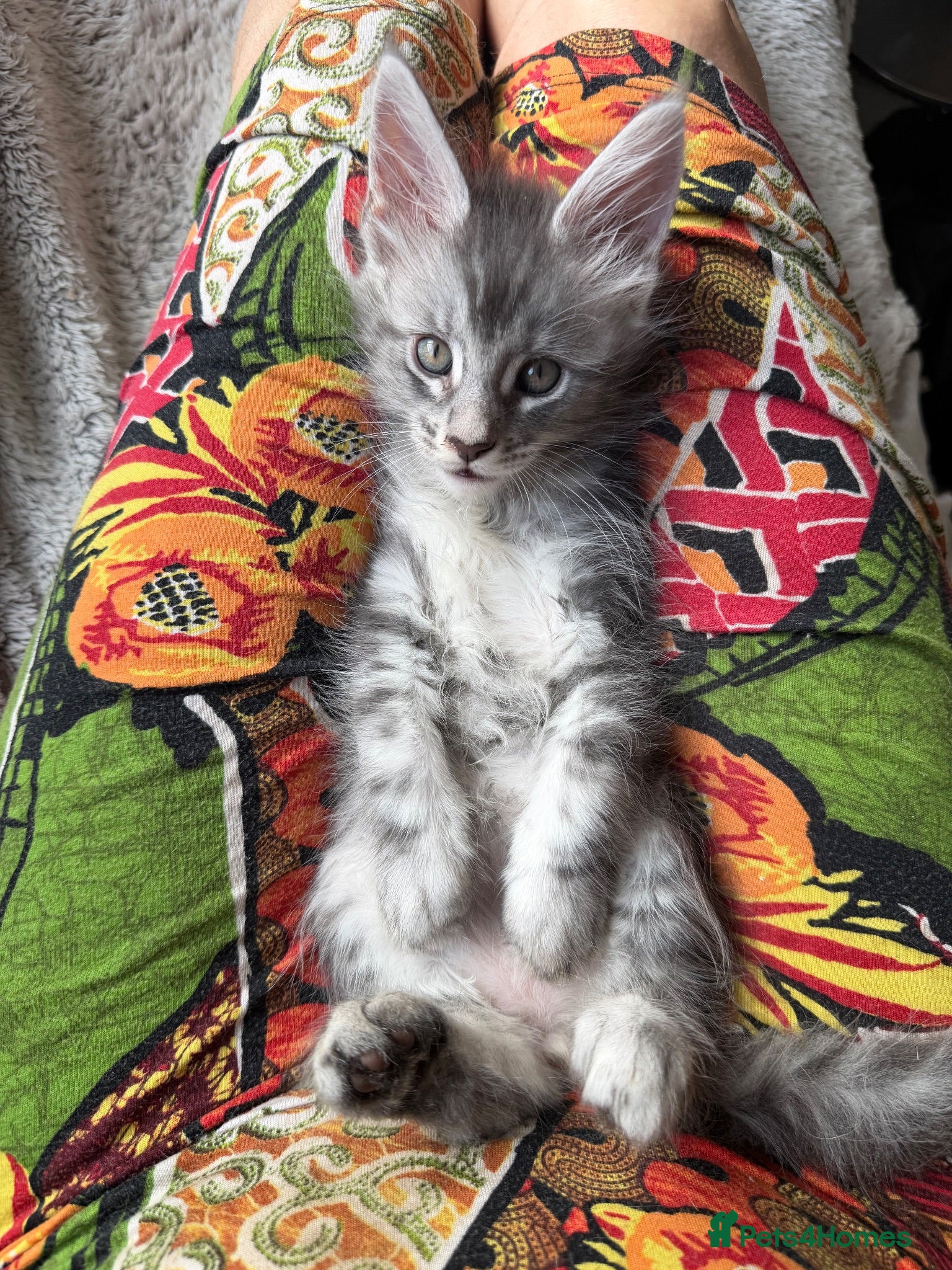 Maine Coon cats European Pure-Breed Maine Coon Kittens, Ready Now! - Advert 18