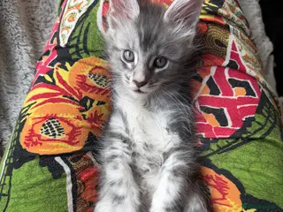 Maine Coon cats European Pure-Breed Maine Coon Kittens, Ready Now! - Advert 18