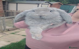 French Lop rabbits for sale: Beautiful french lop boy - Image 3