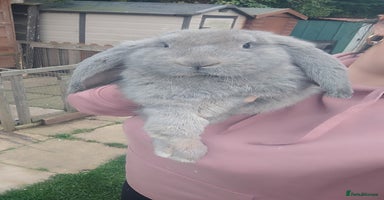 French Lop rabbits - Advert 12