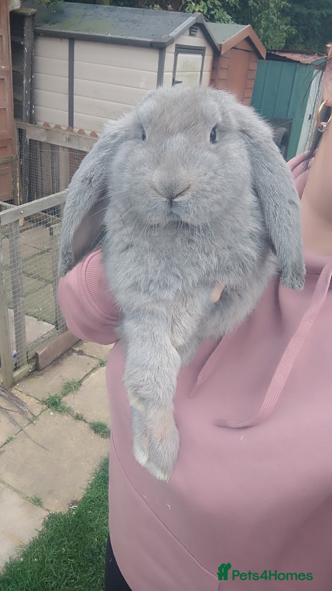 French Lop rabbits for sale: Beautiful french lop boy - Image 3