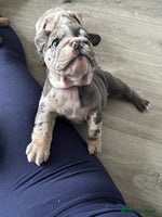 English Bulldog dogs 5 girls left ready now DELIVERY NATIONWIDE - Advert 2