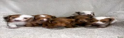 Dachshund dogs for sale: Long Haired Dachshund 🐾  - Advert 1