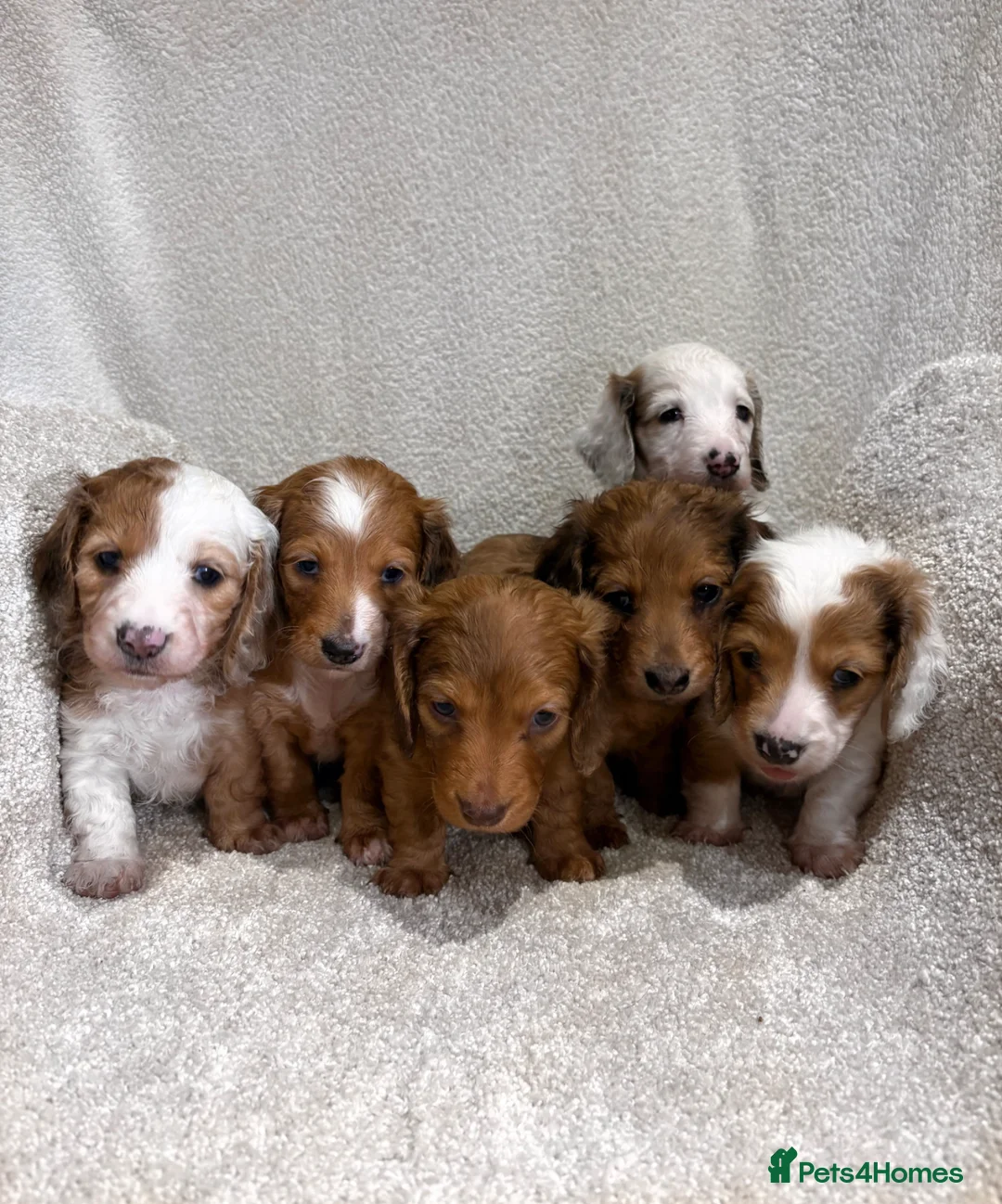 Dachshund dogs for sale: Long Haired Dachshund 🐾  - Advert 1
