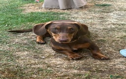 Miniature Dachshund dogs for sale: Urgent rehome - Image 1